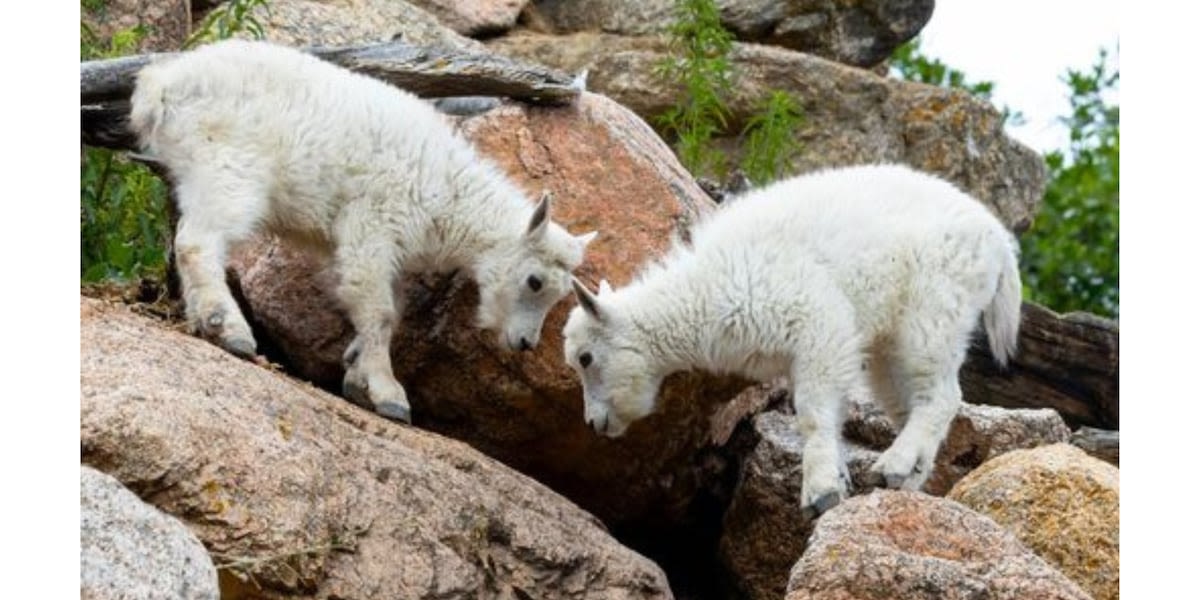 New arrivals to the Cheyenne Mountain Zoo!