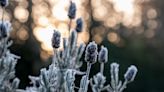 With frost possible this weekend across the Chicago area, here's how to best protect your plants