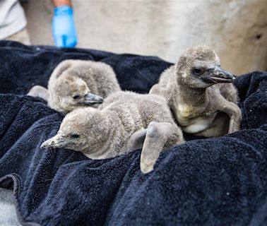 Santa Barbara Zoo welcomes three new Humboldt baby penguins