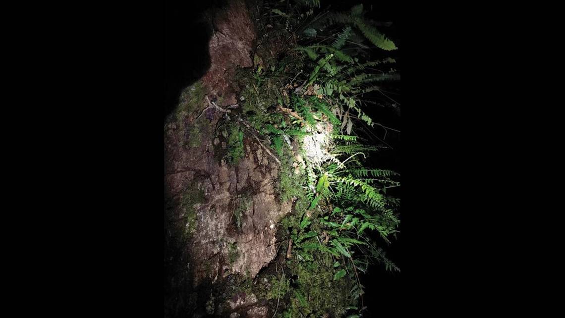 ‘Exceedingly rare’ creature — 3 feet long and scaly — found on tree in Tibet. See it