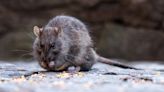 New York City Ranks High on List of America's Most Rat-Infested Cities, but Avoids Top Spot