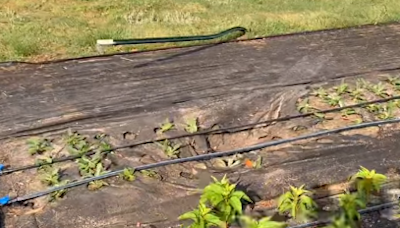 Flowers damaged, tire tracks left behind at Greenville U-pick farm, owner says