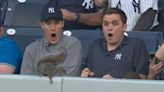 Sports-Loving Squirrel Shocks Yankees Fans By Stealing Front Row Seat to Baseball Game — Watch!