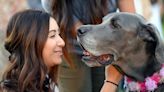 Therapy dogs help students cope with the stress of college life