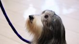 New cancer treatment found ‘promising’ for terminally ill dogs