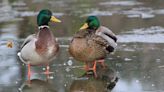 Drones and Infrared Cameras Help Monitor Atlantic Flyway Duck Broods