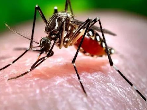 Seven Zika cases in Pune expose India's testing blind spot, say experts | Pune News - Times of India