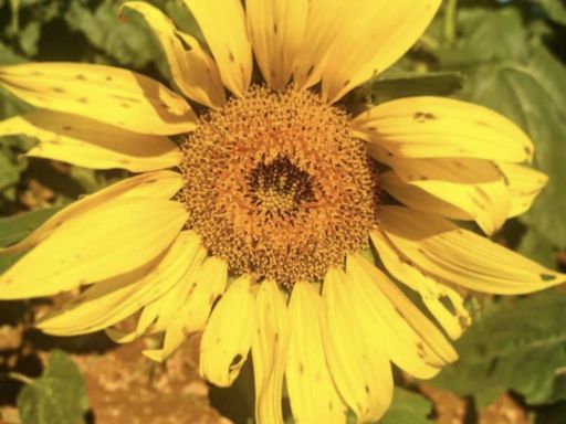 Nothing Says Summer Like Sunflowers