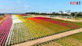 From wine tastings to luxury picnics, these events will be held at The Carlsbad Flower Fields
