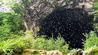 Así es el Sótano de las Golondrinas, la impresionante cueva que es una de las 13 maravillas naturales de México