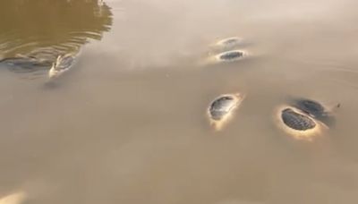 Sonora: tras muerte masiva de peces en Río Yaqui, pobladores piden investigar posible contaminación minera | El Universal