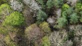 The sheer diversity within Donegal’s native woods reminds us they exist as so much more than just trees