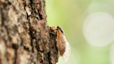 How long will cicadas be around this year? Here's when to expect Brood XIX, XIII to die off