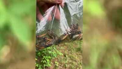 South Carolina residents alarmed by loud noises outside as cicadas emerge