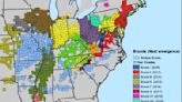Where the cicada broods are emerging in the US