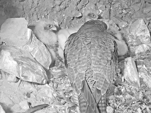 Live camera shows peregrine falcons nesting on Alcatraz Island