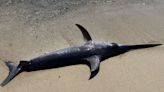 Un pez espada de dos metros apareció en la playa y obligó a armar un operativo de emergencia