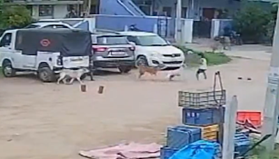 WATCH: Stray Dogs Attack And Chase 4-Year-Old In Hyderabad, Then...