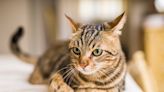 Tabby Cat's Random Long Tuft of Fur Has People Asking Questions