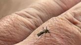 Mosquitoes, crane flies and greenheads buzzing around Jersey Shore. Here's when to worry