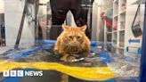 Wellesbourne fat cat Moses 'feline fine' by swimming to lose weight