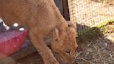 Freya the rescued lion cub is safe in South Africa, but many other lions there are bred to be shot