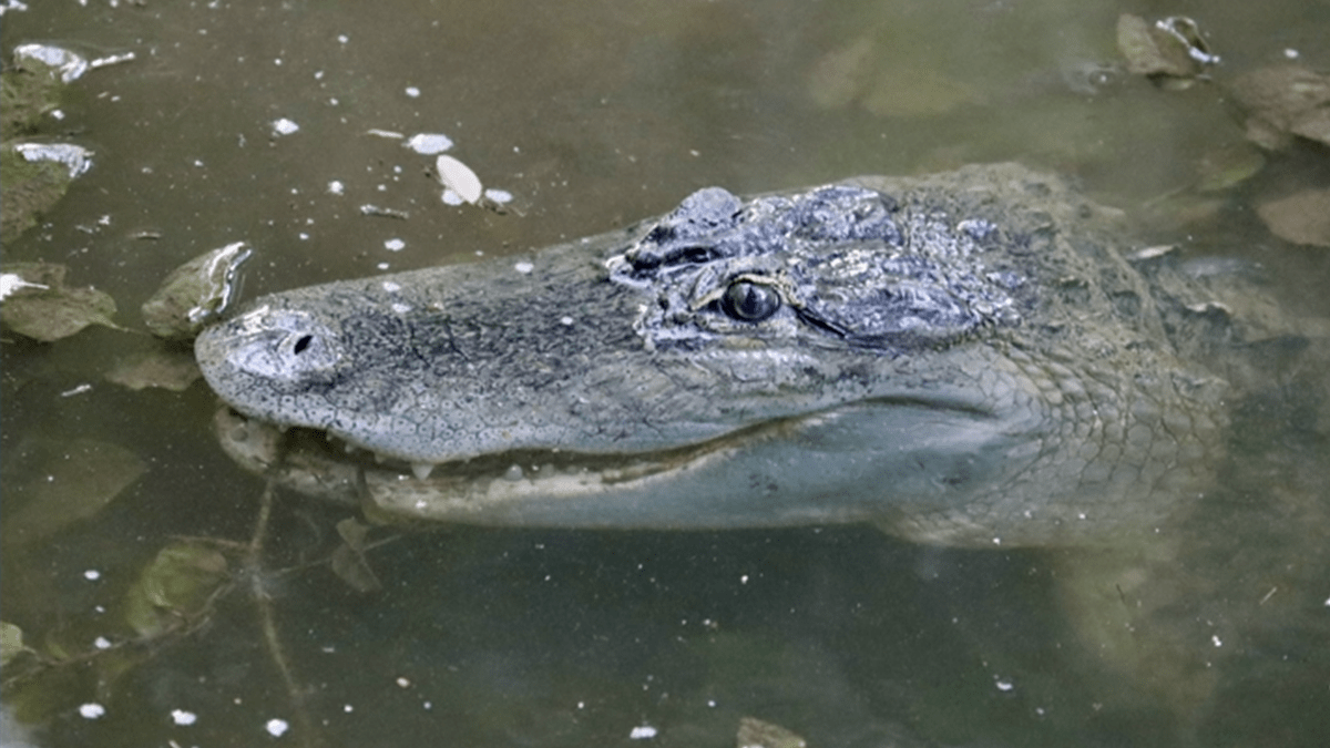 Alligator sightings prompt City of Coppell to issue warning