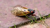 The truth about 'zombie cicadas': 'The fungus can do some nefarious things'