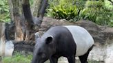 日馬來貘抵台「已無生命跡象」動物園：將解剖釐清原因 | 蕃新聞