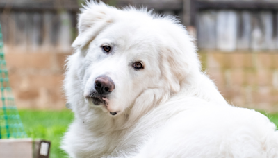 Precious Great Pyrenees Keeps Getting Overlooked at Colorado Shelter and It's Devastating