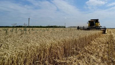 Rusia se lucra de la invasión a Ucrania mediante la venta de grano robado en el mercado negro global, según informe