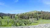 Can you spot the black bear on the Yellowstone landscape?