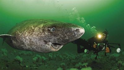 驚奇！格陵蘭鯊活了500年 長壽之謎於揭曉