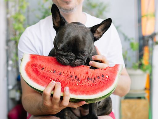 Frenchie’s Excitement Over Trying Watermelon for the First Time Is Impossible to Resist