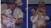 Video: la MLS permitió perros en un estadio