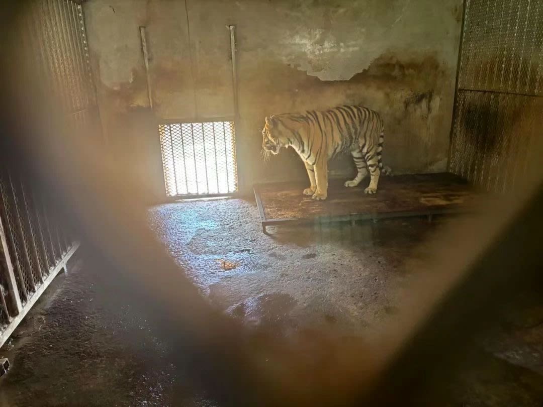 20 tigers die in East China zoo, investigation finds
