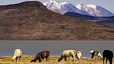 Destinan más de S/ 4 millones para la conservación de área natural protegida que garantizará agua en Arequipa