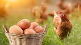 Egg-onomics: Do Backyard Chickens Help You Save Money on Eggs?