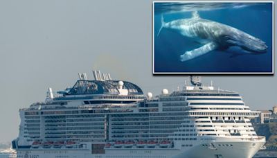 Endangered 44-foot whale likely killed by massive cruise ship, dragged into NYC port: experts