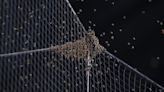 Bees delay Diamondbacks-Dodgers MLB game for two hours
