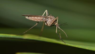 Person tests positive for West Nile Virus in Williamson County