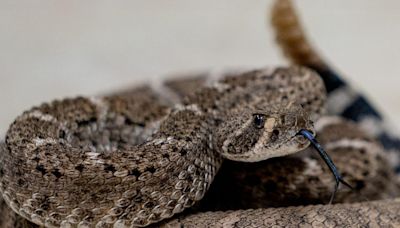 Arizona's warmer weather attracts rattlesnakes too