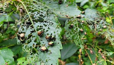 Gardener gives up after Japanese beetle infestation destroys plants in Ontario