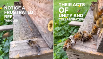 Bees Show 'Unconditional' Support, Rescue Another Trapped In Web; Heartwarming Video Wins Hearts