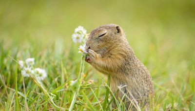 Sweet Baby Squirrel Noshes on Flower Petals When There Are No Nuts To Be Found