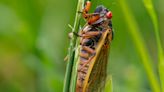 Cicadas for Dinner