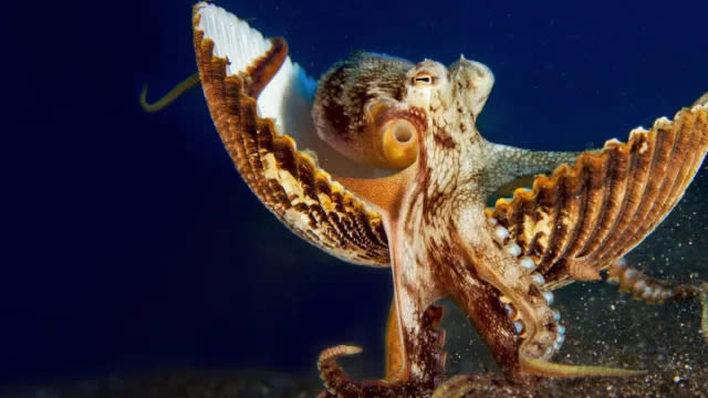 Secrets of the Octopus Season 1: How Many Episodes & When Do New Episodes Come Out?