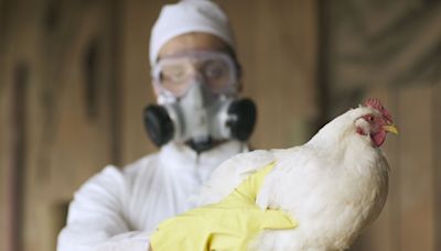 First Human Dies from New Bird Flu Strain, World Health Organization Confirms