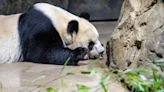 Two giant pandas are moving to a California zoo in a rare loan from China