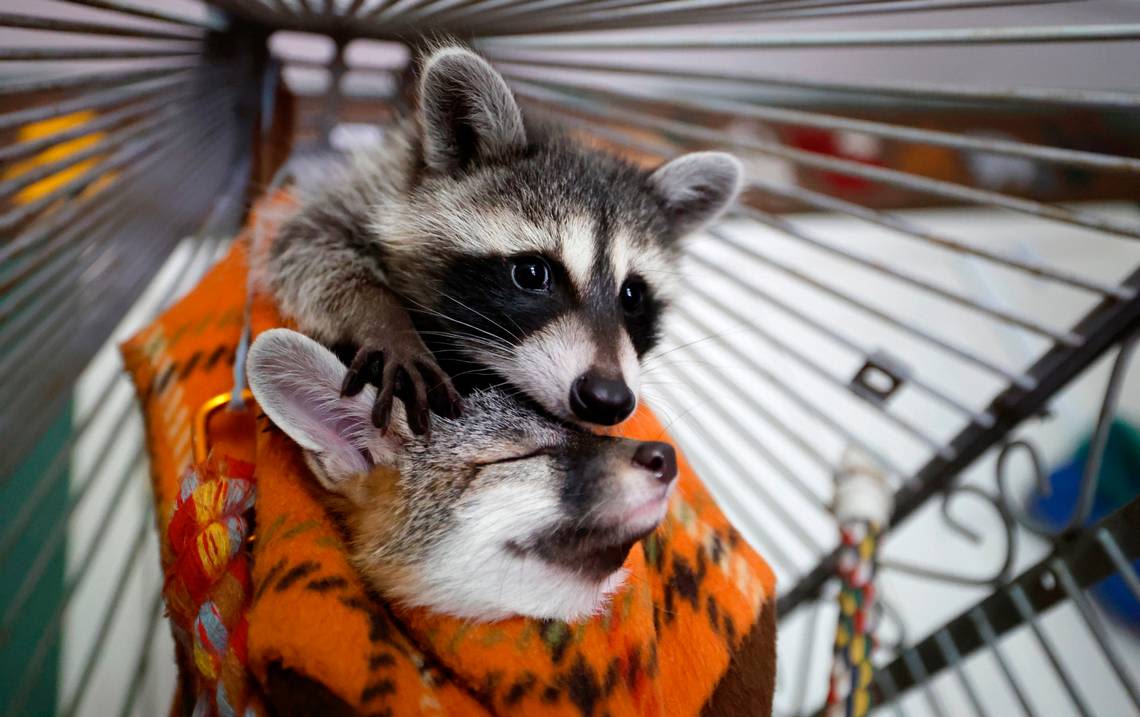 A beaver in the bathtub: Sanford couple’s work with wildlife honors daughter’s memory